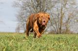 DOGUE DE BORDEAUX 121